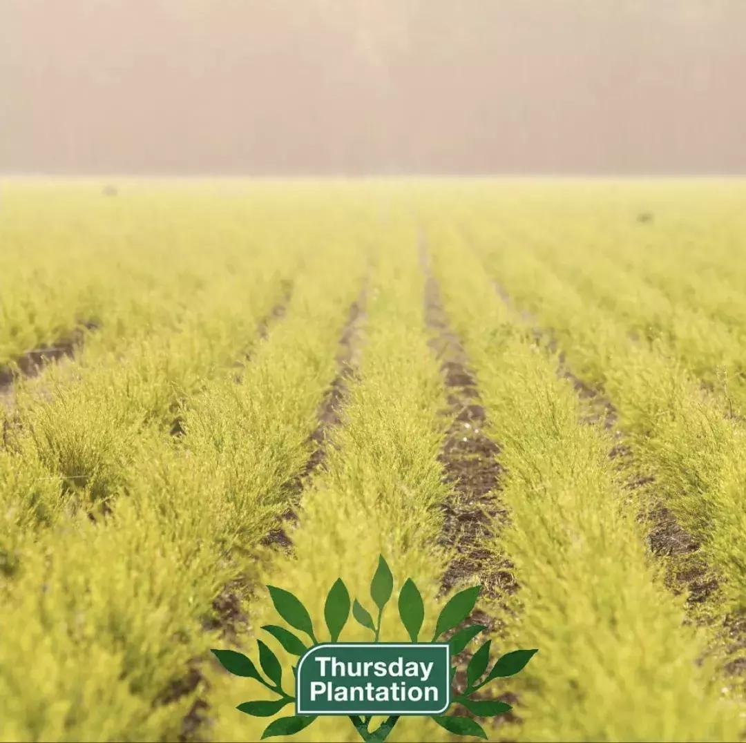 澳洲茶树精华欧阳娜娜,澳洲茶树祛痘膏欧阳娜娜