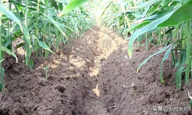 姜治烂脖子偏方,大姜烂脖子的防治方法