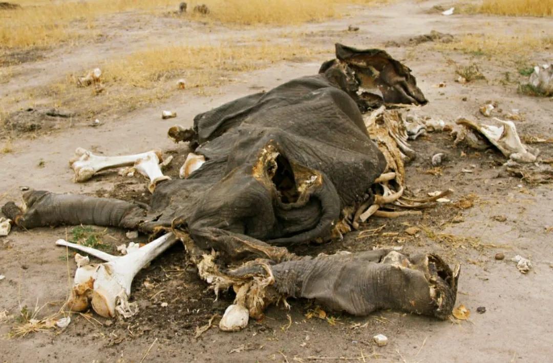 为什么要偷大象的象牙,为什么偷象牙需要杀死大象