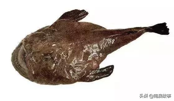 南澳渔民捕鱼视频,南澳渔民出海