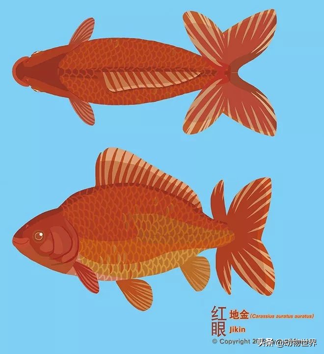 大金鱼品种及图片大全,体型较小的金鱼品种及图片