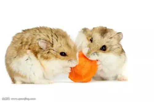 我喜欢的小动物大熊猫作文三年级,三年级作文部编上册喜欢的小动物