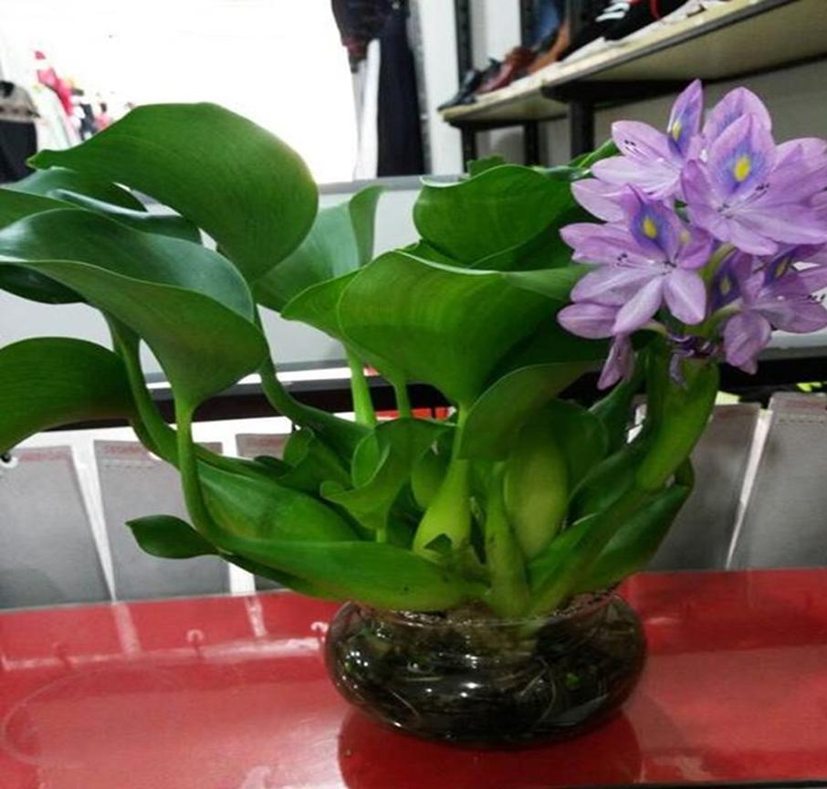 水浮莲的生长特点,凤眼莲好养吗图片