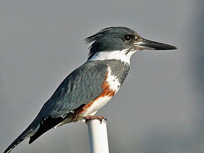 东江揽胜,惠州淡水常见鸟类图谱