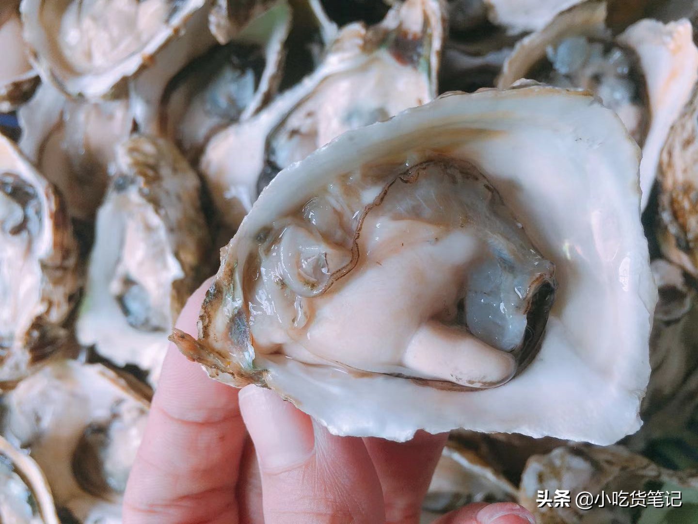 淘宝烤生蚝,生蚝1元1个店