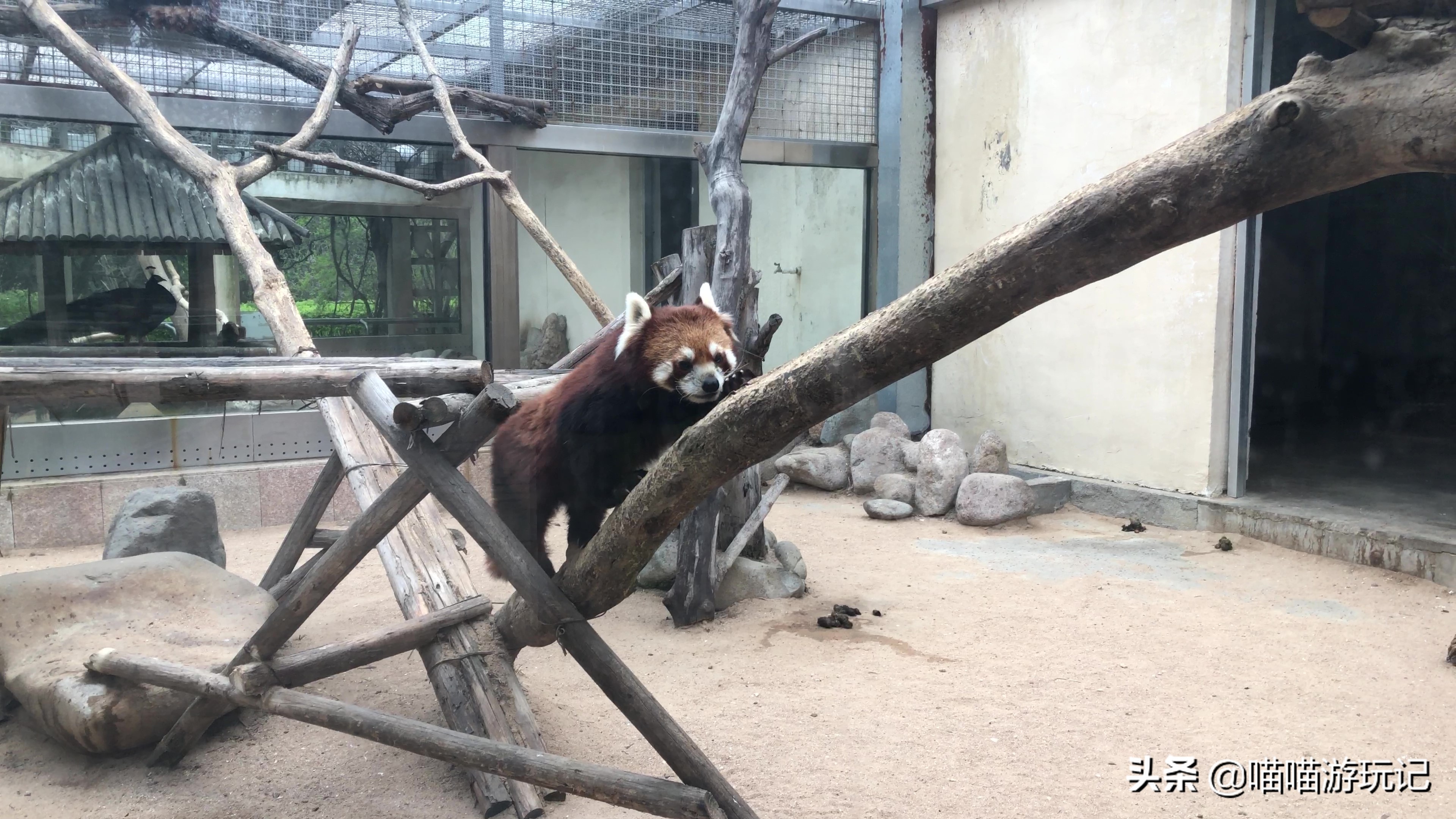 青岛动物园8.5元门票在哪里,青岛动物园8.5元门票需要预约吗