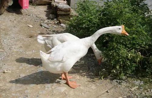 养鹅看家护院什么品种好,打工赚不到钱回家养鸡