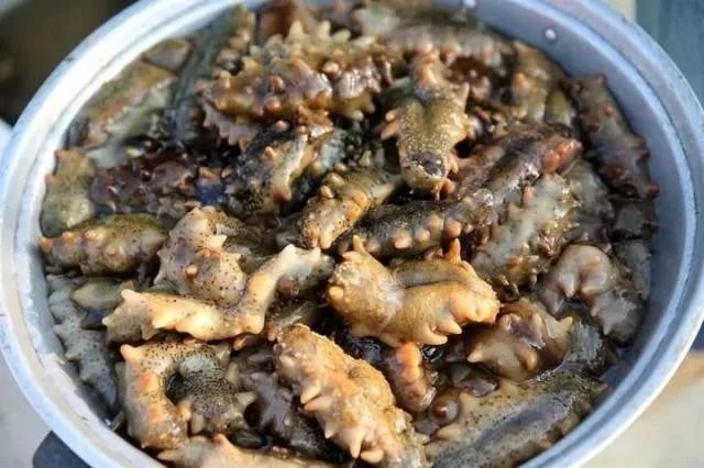 海参降价什么梗,海参价格最近跌了吗