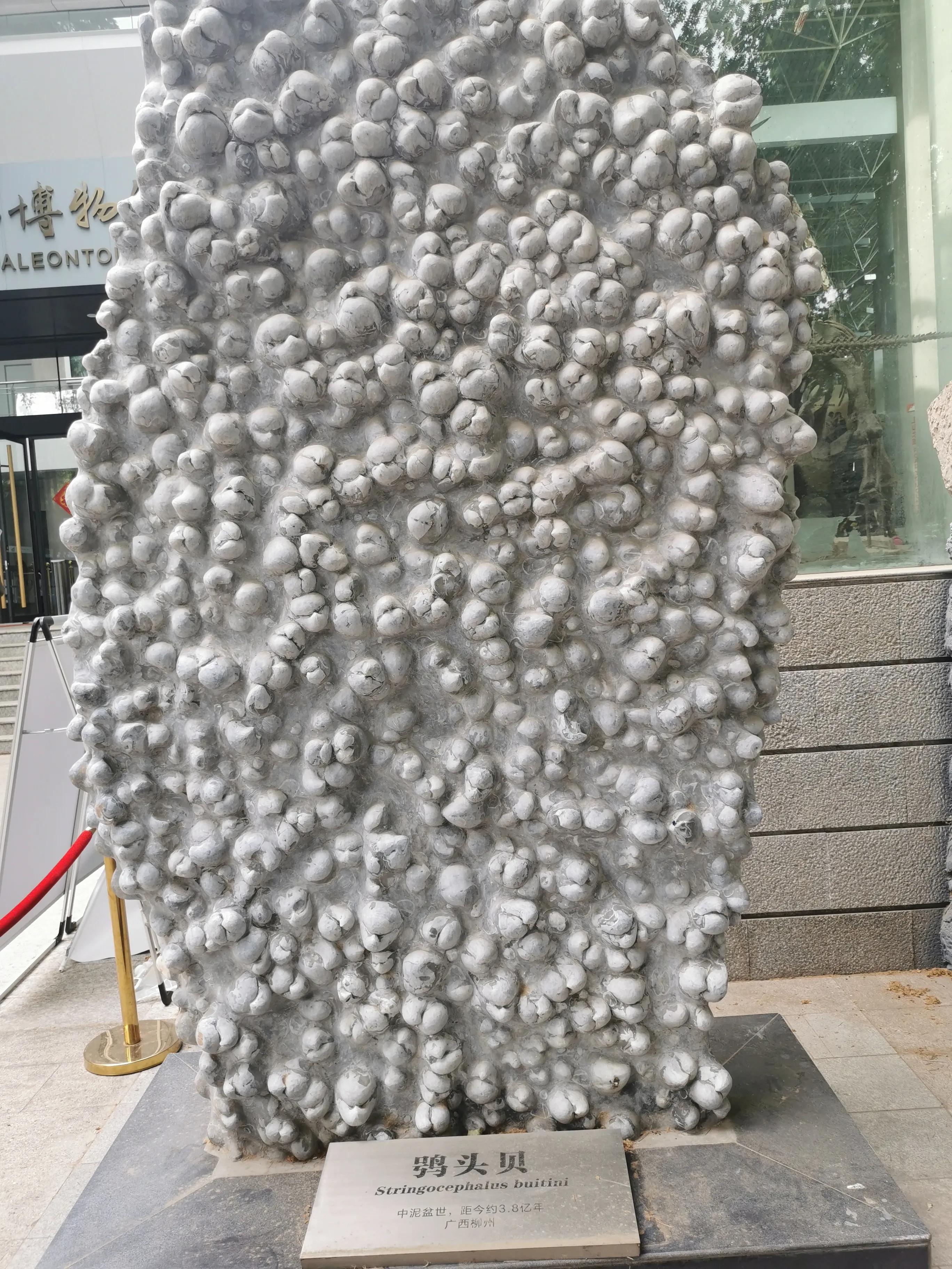 南京古生物博物馆开放时间及门票,南京古生物博物馆作文