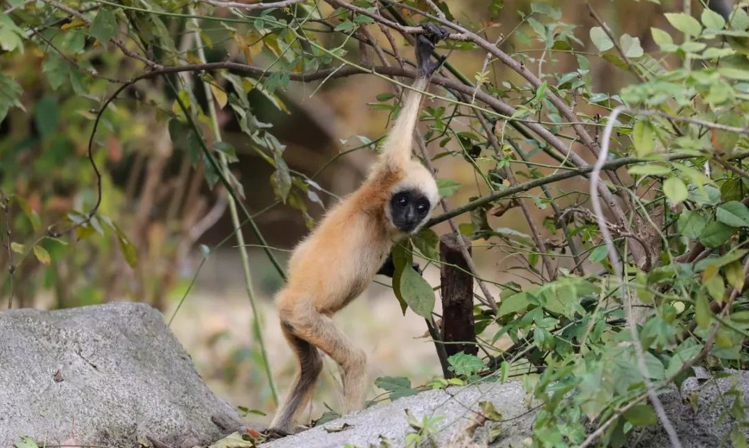 上海热门旅游景点上海野生动物园旅游攻略低音号语音导游