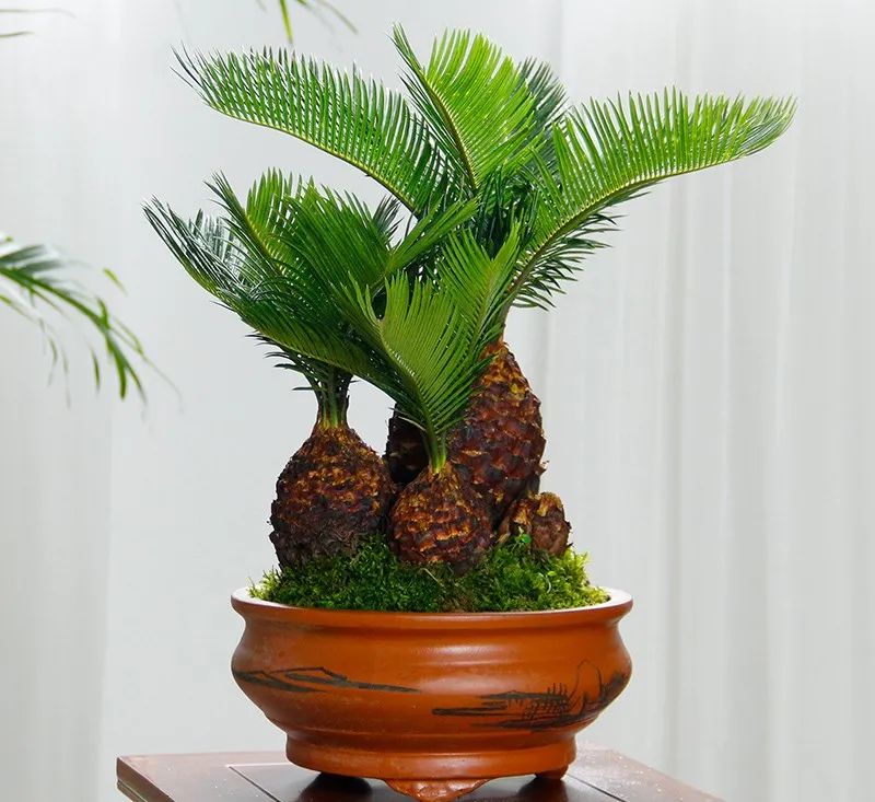 苏铁叶子特点,苏铁叶绿色怎么养