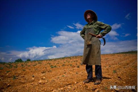 香甜的雪莲果,好吃的雪莲果哪里找