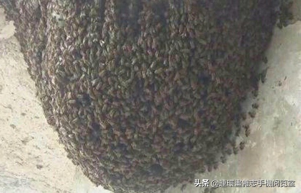 各式蜂巢,各种各样的蜂窝