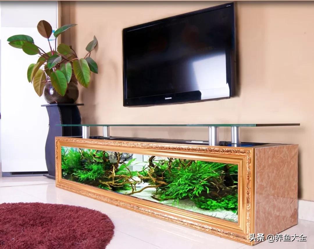 养鱼的鱼缸家里没有怎么办,养鱼没地方放鱼缸