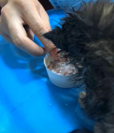 捡到一只被遗弃的小奶猫要怎么养,被猫妈遗弃了一只小奶猫