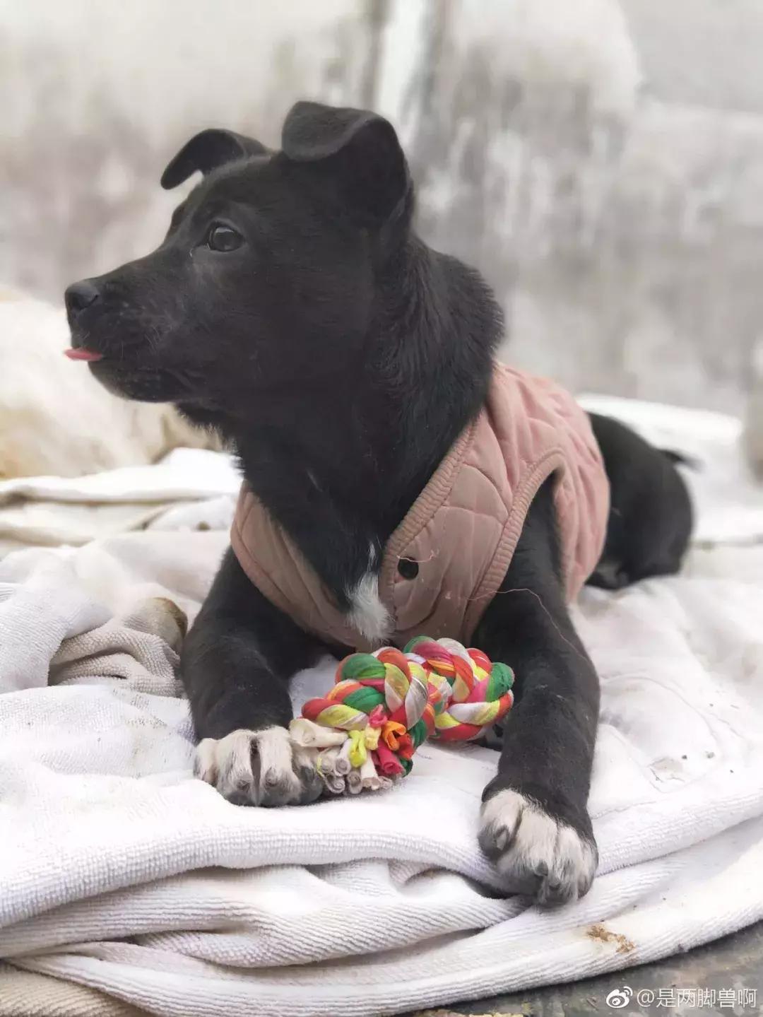 给它们一个家|线上宠物领养日,201903101