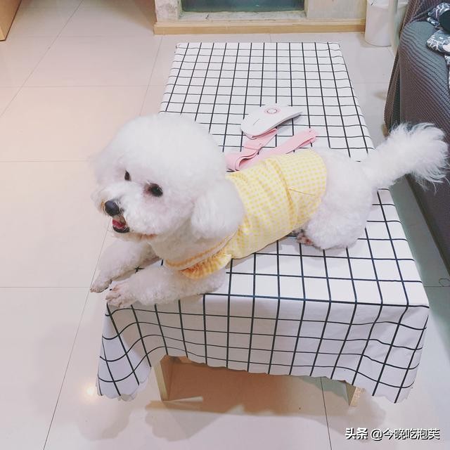 狗狗身上难闻气味大,狗狗身上狗腥味很重是为什么