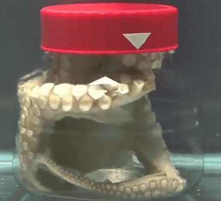 像章鱼一样的外星生物有哪些,长得像章鱼的外星人