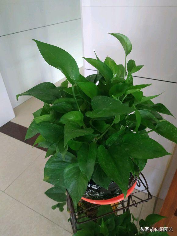 绿萝出现斑点黄叶子怎么办,绿萝叶子发黄用什么药最好