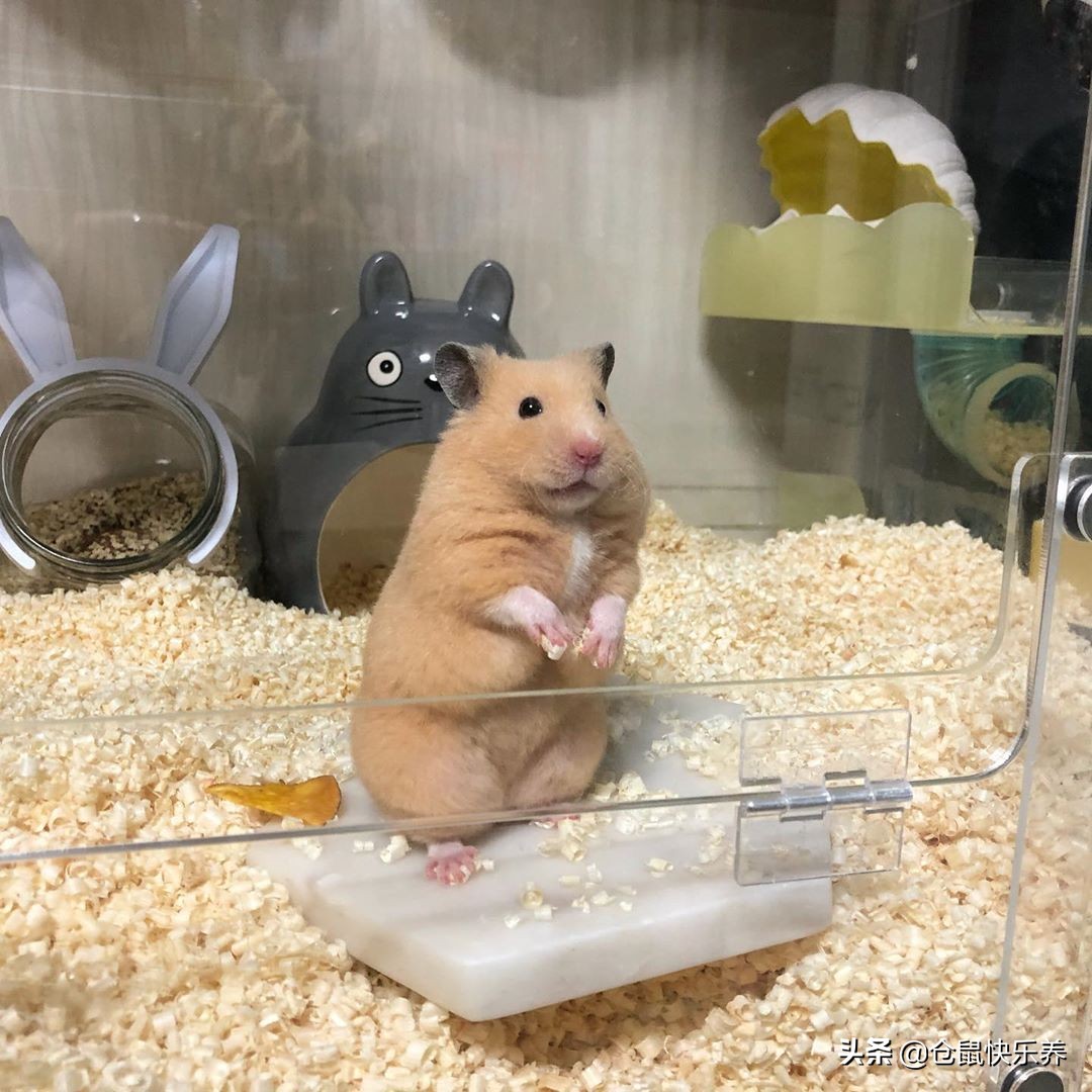 仓鼠怎么养才算肥胖呢,仓鼠怎么养易肥胖呢