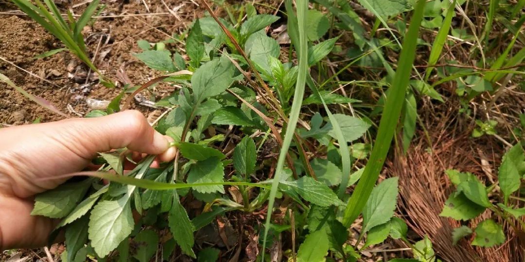 春季除湿食疗,春季除湿气