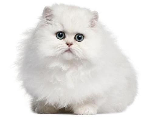 最适合12星座的猫咪,十二星座最配的猫是什么猫