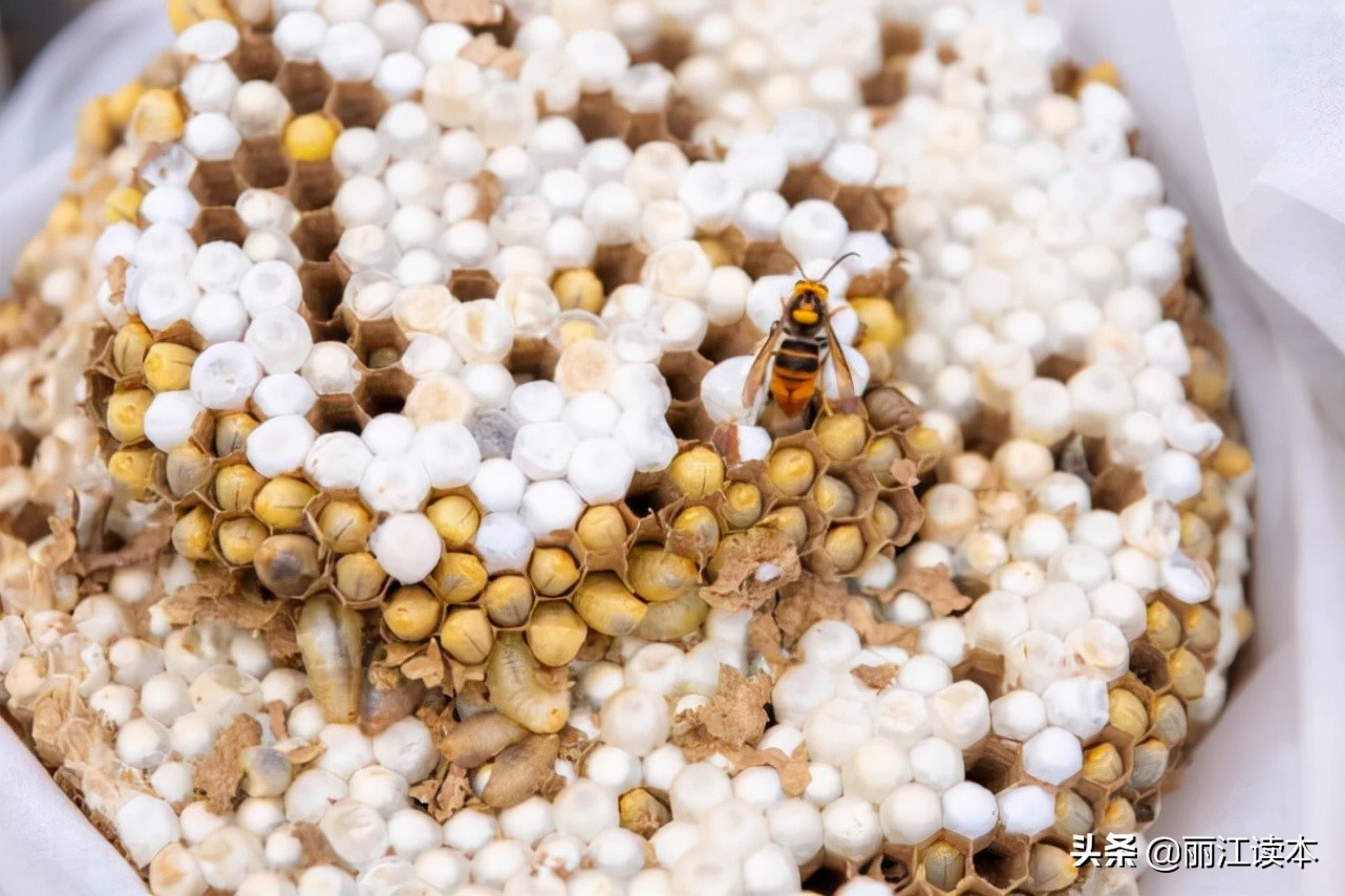 瓜瓜豆豆的视频,瓜瓜豆豆视频