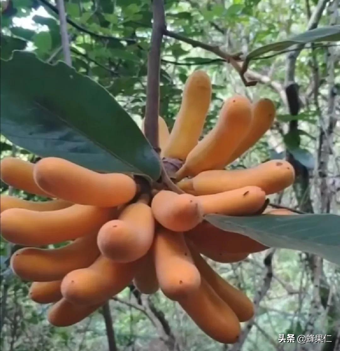 农村的所有野果,农村常见50种野果