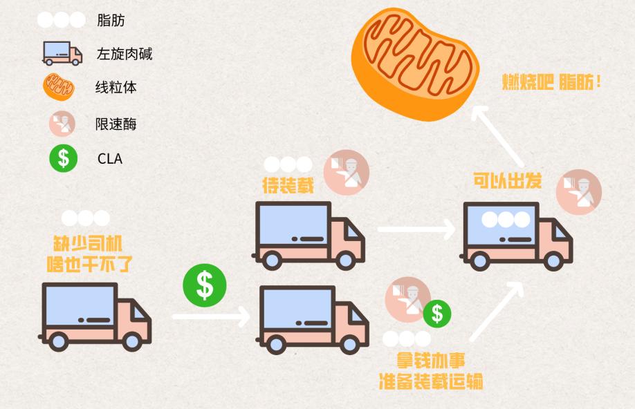 左旋肉碱和共轭亚油酸怎么搭配,左旋肉碱配合运动减肥效果明显吗