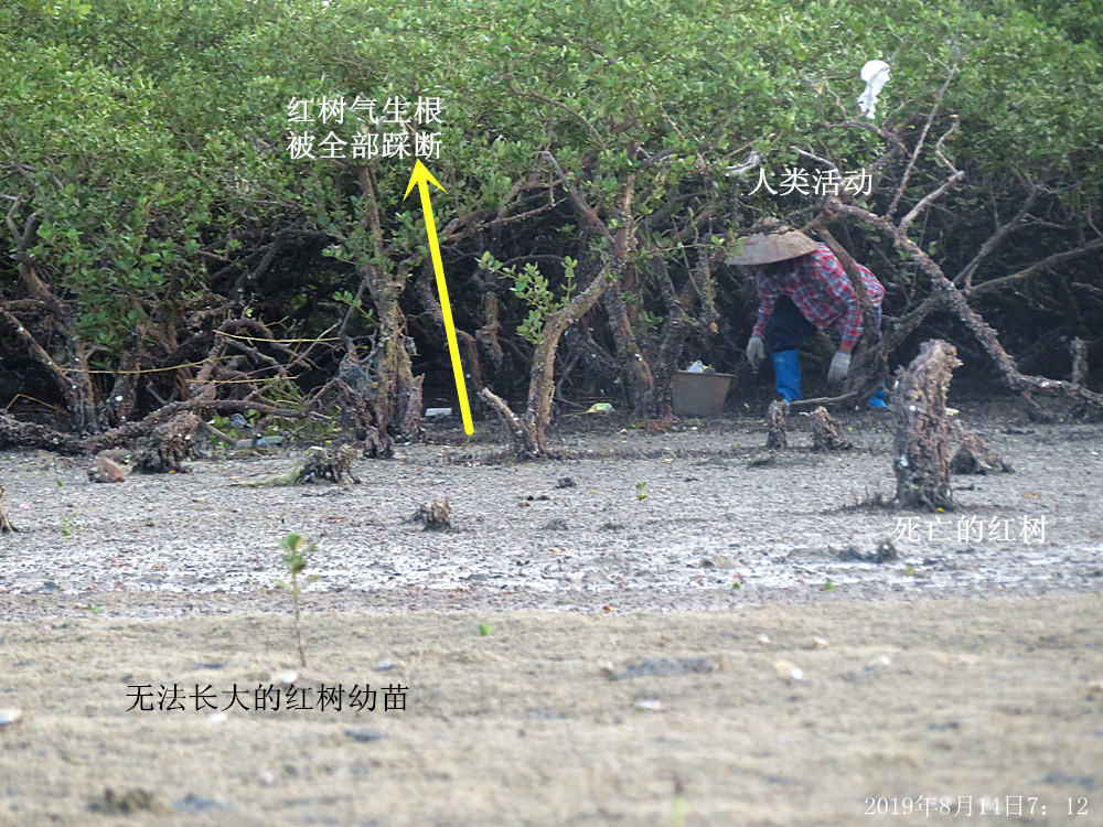 痛心！北海红树林不设防，任你踩任你挖