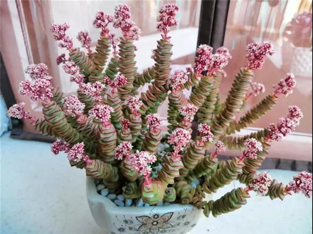 招财进宝马上来财正确摆放位置,招财和守财如何摆放