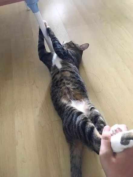 在家冬季给猫咪洗澡要注意什么,北方冬天猫咪洗澡