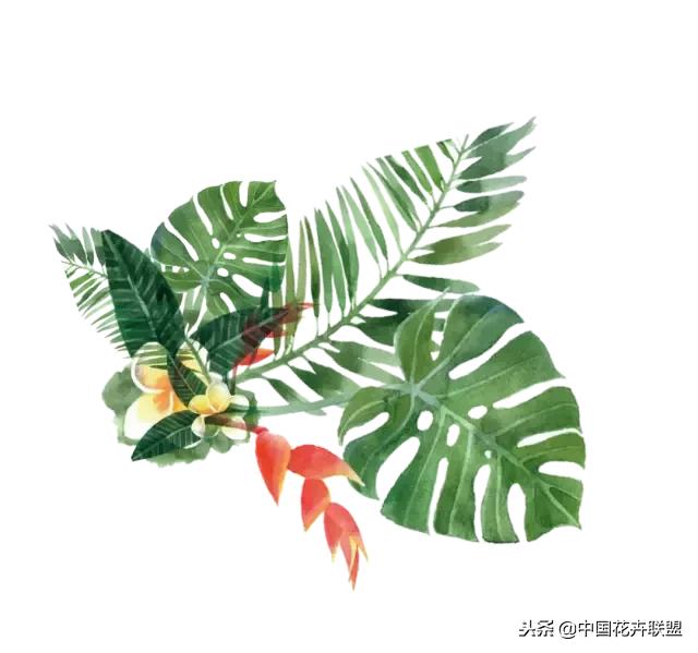 100种鲜花的花语樱花,100种不同花的花语