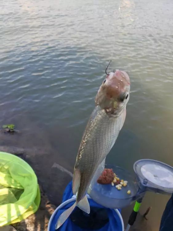 本汀金迦潘求败7米2,本汀金迦潘引领实测