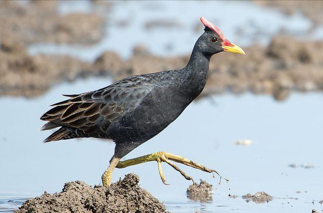 东江揽胜,惠州淡水常见鸟类图谱