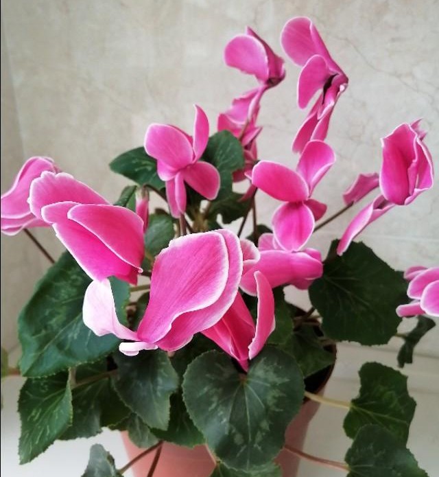 什么绿植吸收甲醛最好,大绿植吸甲醛比较好的都有什么