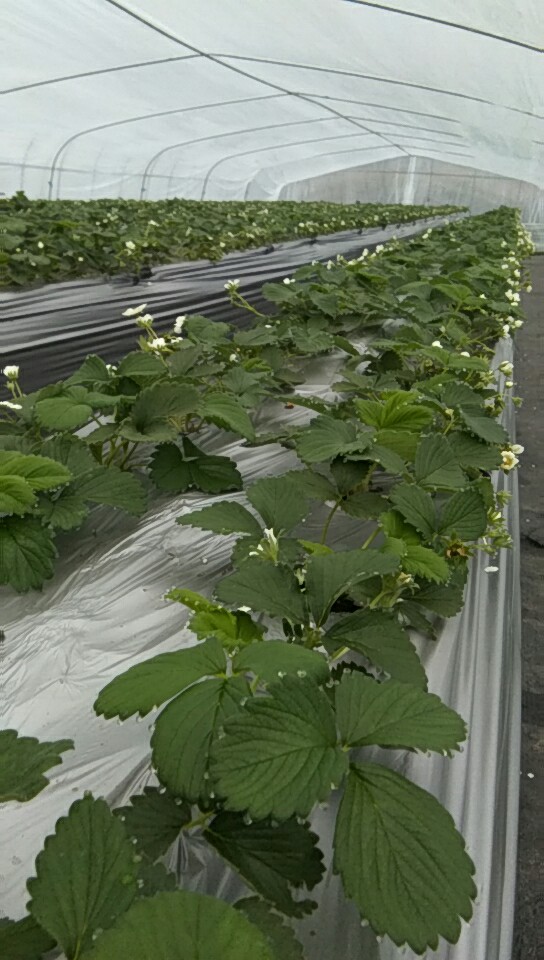 种植技术可以教你在家种草莓吗,头条种植技术分享