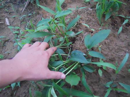 半夏出苗后用什么肥好,半夏出苗后需要打什么药