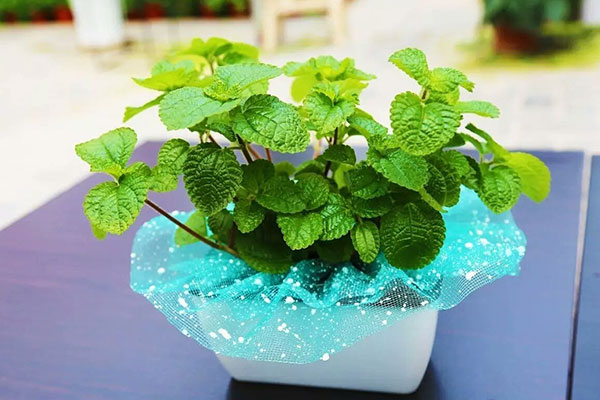 吸毒草开完花后如何打理,吸毒草叶子发黄怎么办