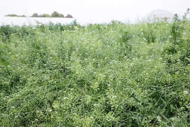 最会说情话的人全集,最会说情话的人