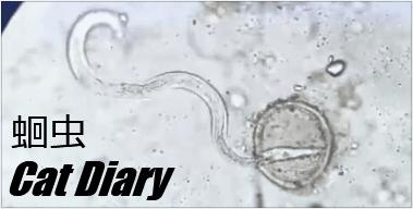 猫身上有蛔虫绦虫怎么办,猫蛔虫病怎么感染