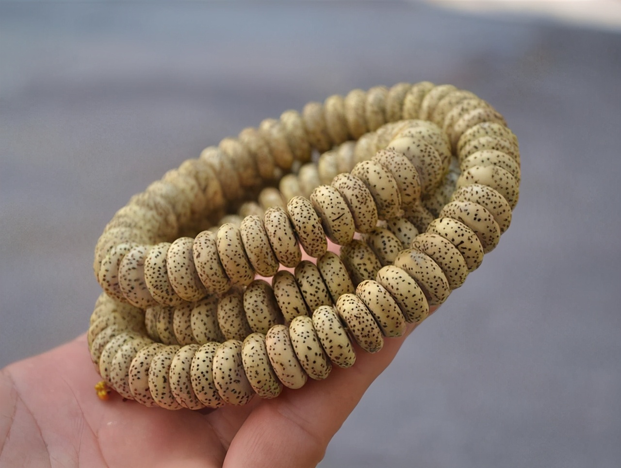 星月菩提最极品后期的品相,星月菩提的终极珠型