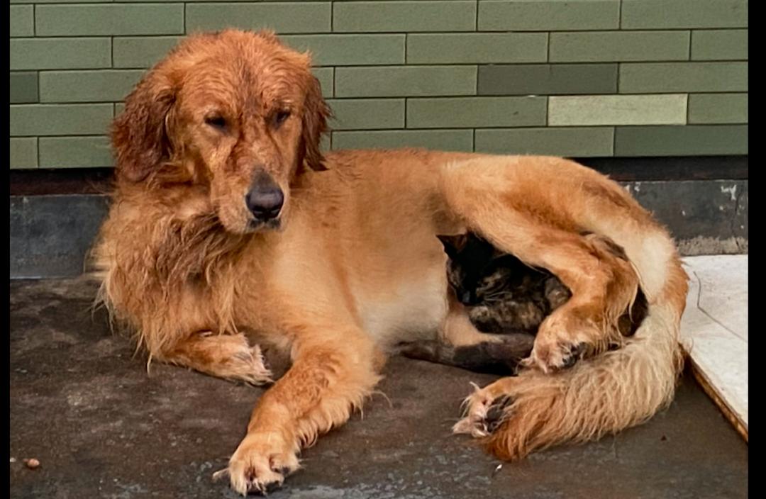 金毛家猫和流浪猫,金毛养了一只流浪猫