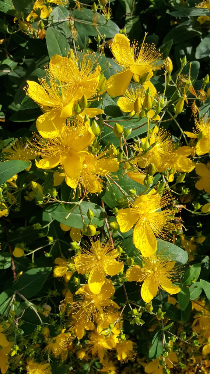 绿化带常见植物名称及图片,100种绿化带或路边常见的花草