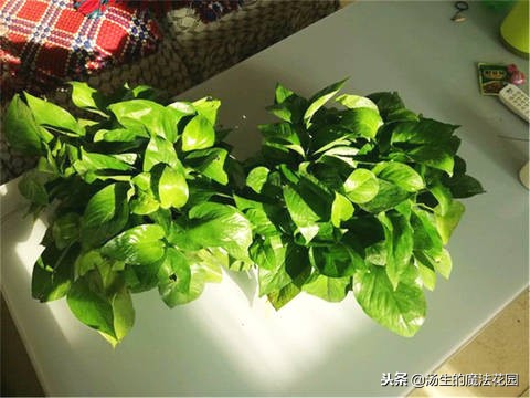 给绿萝浇什么水才能让绿萝好起来,水培绿萝转土培绿萝黄叶怎么办