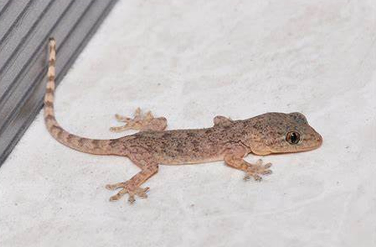 人畜无害的壁虎为什么无毒,壁虎为什么成为五毒之首