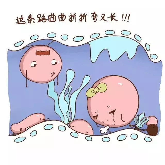 卵子怎么产生和死亡的,卵子到底是怎么死的