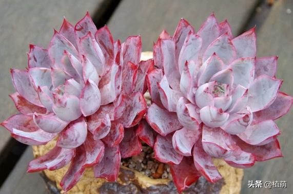 雨后的赫拉特别干净，颜值很赞，让多肉赫拉状态佳，无非做好6点