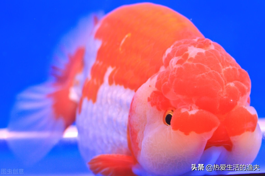 金鱼生长速度最快多少,金鱼生长速度怎么算