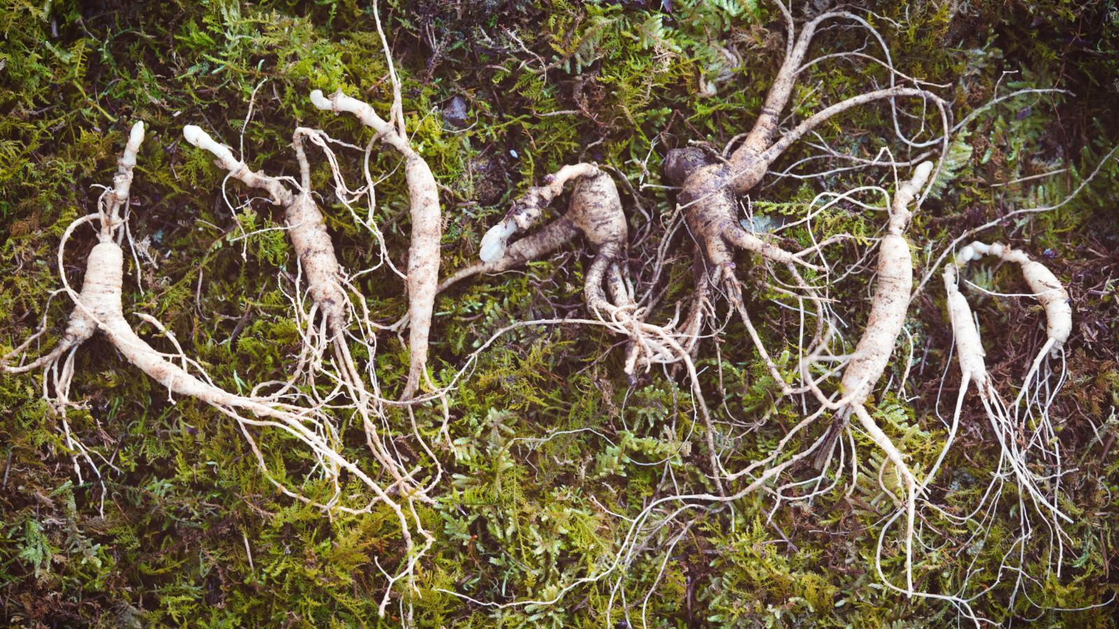 挖人参、做丹药、住转运古宅，想不到的韩国深山秘境游